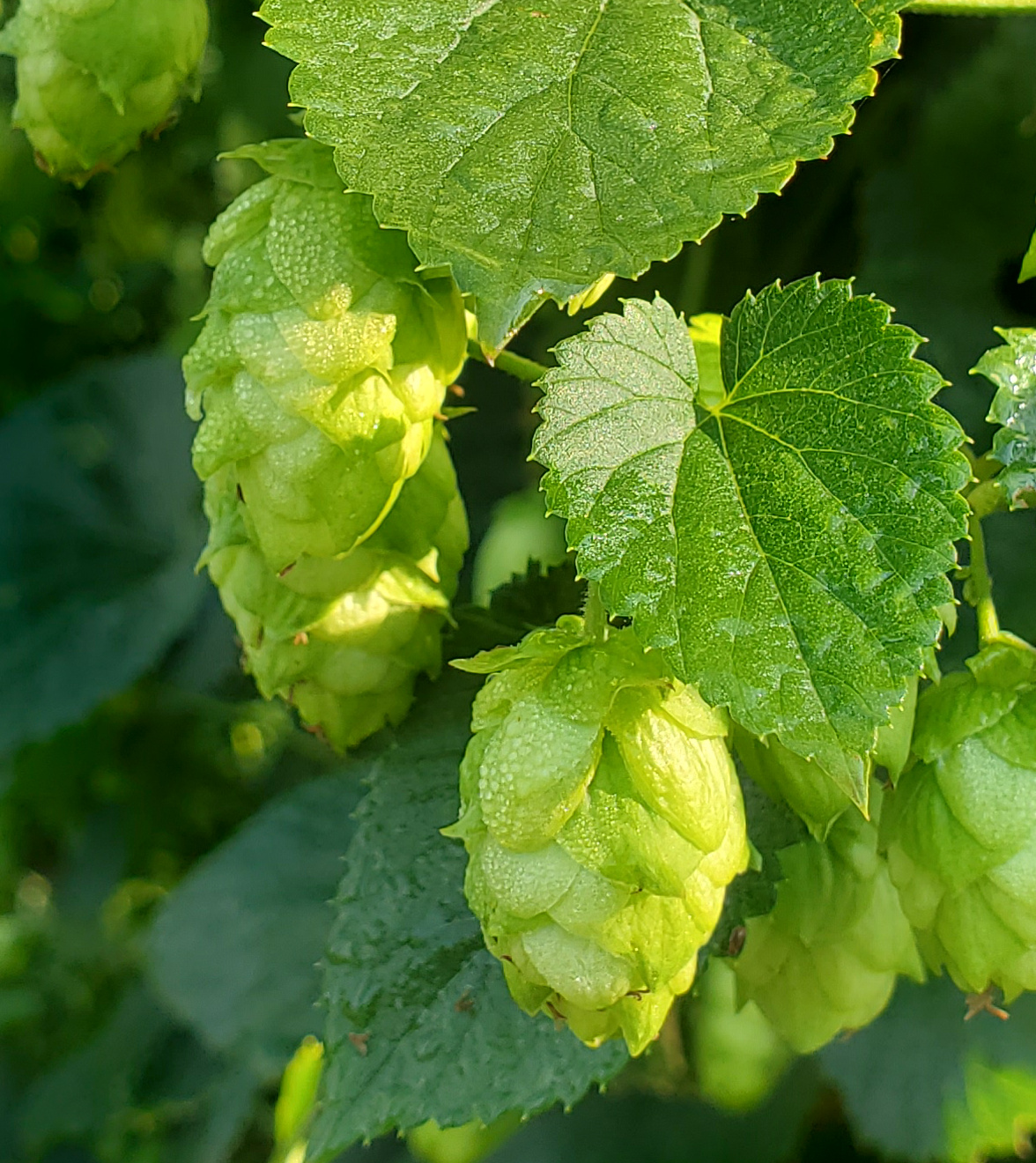Cascade hops